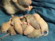 Baby Rats - Two Left!