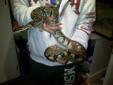 ball pythons and stacking pvc tanks for sale