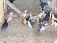 Banty Chickens to fly the coop or trade
