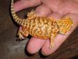 bearded dragons for sale