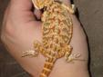 bearded dragons for sale