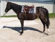 Beautiful 4 Year OLd Filly Forsale Priced To Sell