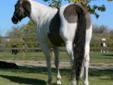 Beautiful dilute APHA & AQHA stallions standing for 2012