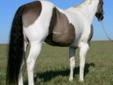 Beautiful dilute APHA & AQHA stallions standing for 2012