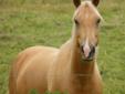 beautiful palomino quarter horse for sale