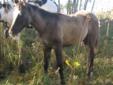 Beautiful registered APHA silver black grullo APHA solid filly