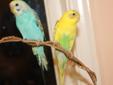 Birds For Sale Including Cage (Very Large), Playpen, & Toys