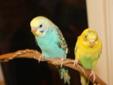 Birds For Sale Including Cage (Very Large), Playpen, & Toys