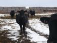 Black Angus Bred Heifers for Sale