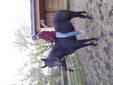 Black AQHA 3 yr old mare for sale