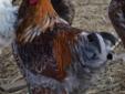 Blue Laced Red Wyandotte & Light Brahma Roosters