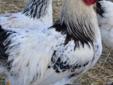 Blue Laced Red Wyandotte & Light Brahma Roosters