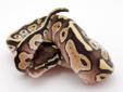 Brass Gecko SALE: Ball python, Corn Snake, Gecko, Morphs