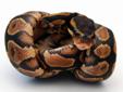 Brass Gecko SALE: Ball python, Corn Snake, Gecko, Morphs