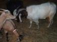 Breeding Group Of Goats