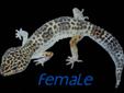 Breeding Pair of Leopard Geckos
