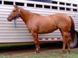 Broke AQHA mare - barrel horse prospect!