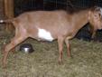 BUCK GOATS for breeding, $300-650 each, several available