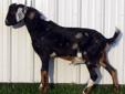 BUCK GOATS for breeding, $300-650 each, several available