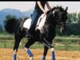 B&W 2010 Sport Horse Prospect Mature 16.2hh