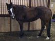 C Diamond Ranch is offering barrel/rope horses