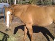 C Diamond Ranch is offering barrel/rope horses