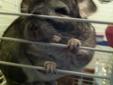 chinchilla with cage, accessories and food