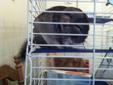 chinchilla with cage, accessories and food
