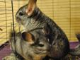 Chinchillas for sale to loving home