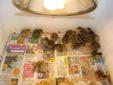 Chinese Painted Quail chicks (2 days old )