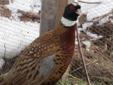 Chinese Ringneck Pheasants for sale
