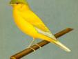 crested canary birds/plain head crest bred birds./