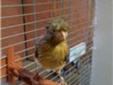 crested canary birds/plain head crest bred birds./
