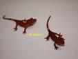 Crested Geckos: Breeding Pair