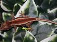 Crested Geckos, Gargoyles, Sarasinorum For Sale