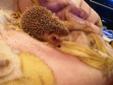 Cute, lovable, baby hedgehog for sale!