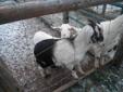 Dairy Goatlings