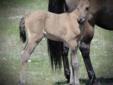Endurance, Show Sweepstakes Nominated 2011 Grullo 1/2 Arab Colt