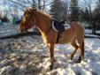FJORD THOROUGHBRED CROSS MARE