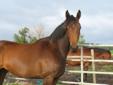 Flashy Dark Bay Canadian Warmblood Mare-Lease or Lease to Own