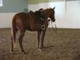 FREE lease or will sell 2006 Portland L mare 16 1 H