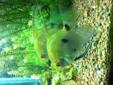 Freshwater Angelfish for Sale
