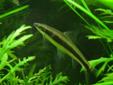 Freshwater Angelfish for Sale