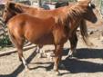 Grade yearling POA filly