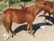 Grade yearling POA filly