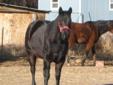 Great Starter Barrel Horse for Sale or Lease! NEW PIX and VIDEOS