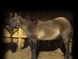 Grullo/Sweepstakes Nominated/reg. 1/2 Arab QH colt