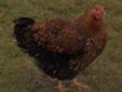 Heritage breeds of Chickens ,Ducks, Turkeys