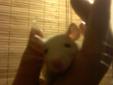 Hooded Rats 4sale
