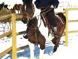 Horse Board- Thorsby Area